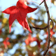 Illustration for article titled Shooting Challenge Fall Leaves Gallery 7
